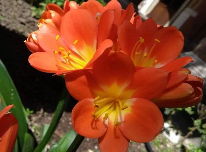 Casa S. Giuseppe Di Cluny * Roma