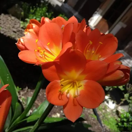 Casa S. Giuseppe Di Cluny * Roma